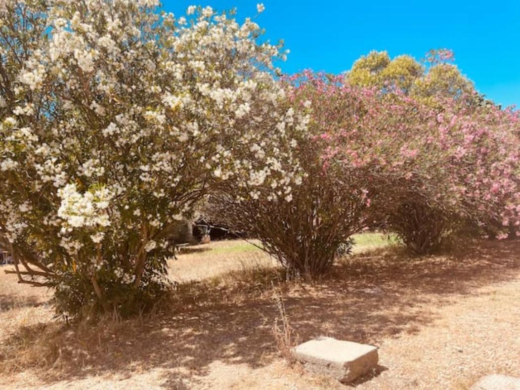 Casa Cote Sud - Mas Bois Fontaine Villa Nîmes Eksteriør billede